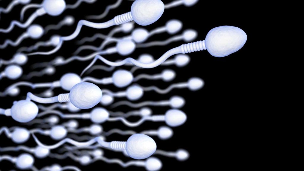 Wie produzieren die Hoden Spermien? 