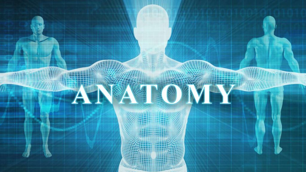 Anatomie der Hoden 