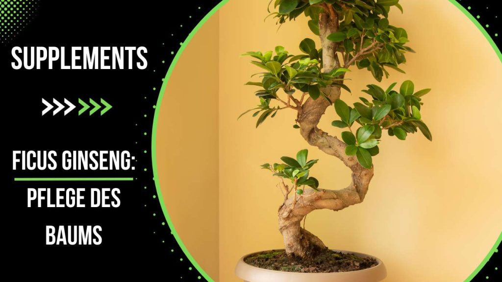 Ficus Ginseng: Pflege des Baums